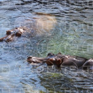 River Giants
