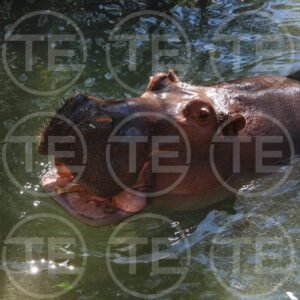 Hippo Grin