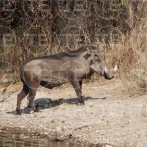 Warthog Patrol