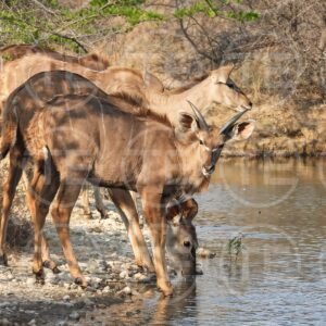 Waterhole Pause