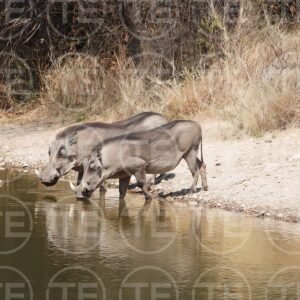 Waterhole Pact