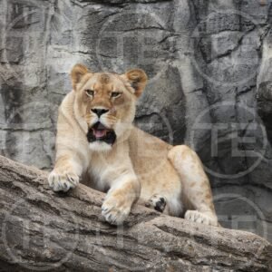 Queen of the Rocks