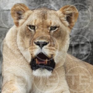 Eyes of the Huntress