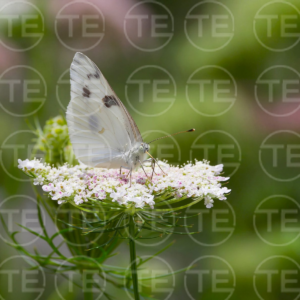 White Whisper