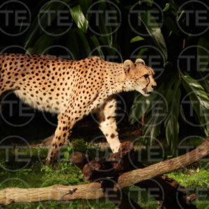 Spotted Majesty