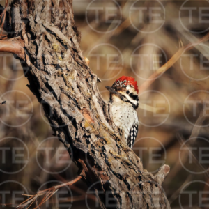 Timber Scout