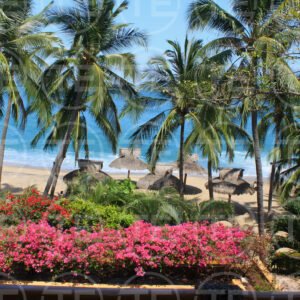 Bougainvillea Breeze