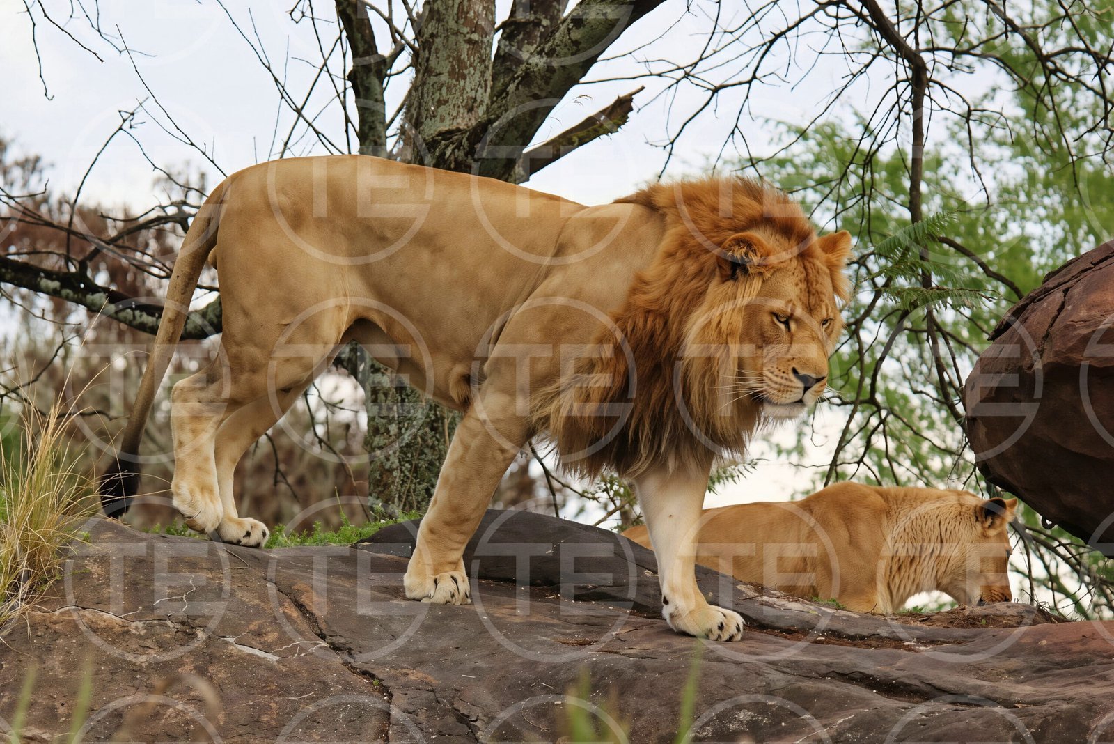 Pride Leader