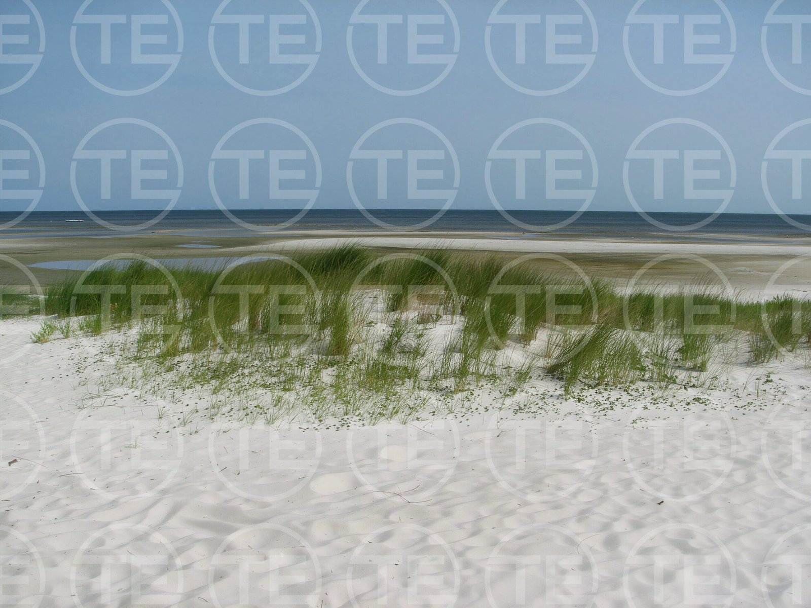Sea Grass & Sand