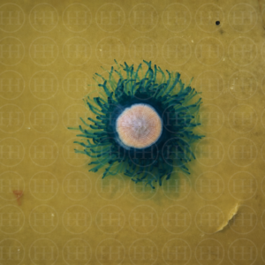 Tide Pool Mystery